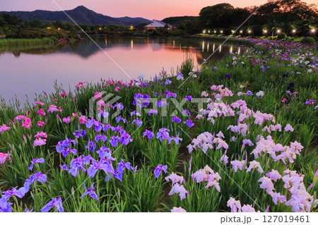 【愛媛県】南楽園花菖蒲まつりのライトアップ（西菖蒲園） 127019461