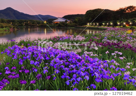 【愛媛県】南楽園花菖蒲まつりのライトアップ(西菖蒲園) 【愛媛県】南楽園花菖蒲まつりのライトアップ(西菖蒲園) 127019462