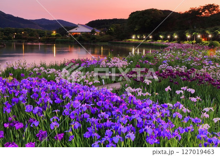 【愛媛県】南楽園花菖蒲まつりのライトアップ(西菖蒲園) 【愛媛県】南楽園花菖蒲まつりのライトアップ(西菖蒲園) 127019463
