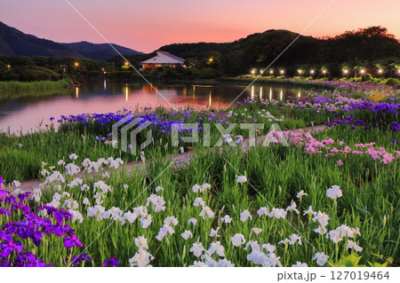 【愛媛県】南楽園花菖蒲まつりのライトアップ(西菖蒲園) 【愛媛県】南楽園花菖蒲まつりのライトアップ(西菖蒲園) 127019464