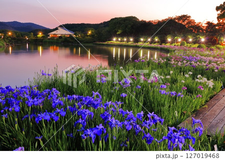 【愛媛県】南楽園花菖蒲まつりのライトアップ(西菖蒲園) 【愛媛県】南楽園花菖蒲まつりのライトアップ(西菖蒲園) 127019468