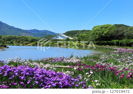 【愛媛県】晴天の南楽園花菖蒲まつり（西菖蒲園） 127019472