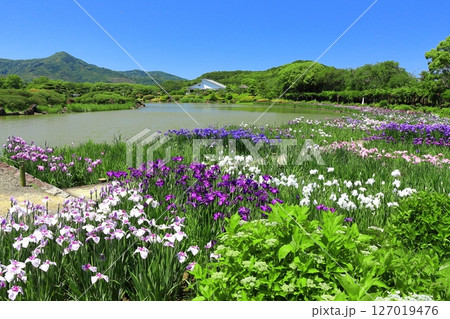 【愛媛県】晴天の南楽園花菖蒲まつり(西菖蒲園) 【愛媛県】晴天の南楽園花菖蒲まつり(西菖蒲園) 127019476