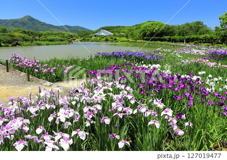 【愛媛県】晴天の南楽園花菖蒲まつり（西菖蒲園） 127019477