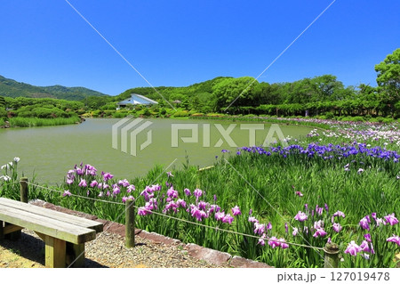 【愛媛県】晴天の南楽園花菖蒲まつり(西菖蒲園) 【愛媛県】晴天の南楽園花菖蒲まつり(西菖蒲園) 127019478