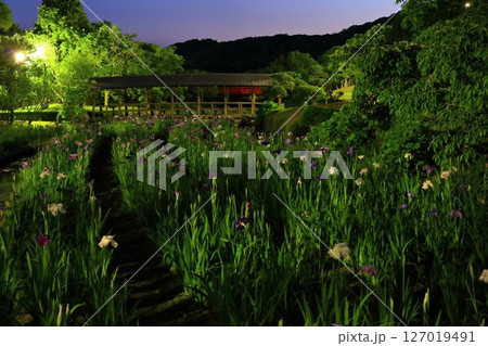 【愛媛県】南楽園花菖蒲まつりのライトアップ(東菖蒲園) 【愛媛県】南楽園花菖蒲まつりのライトアップ(東菖蒲園) 127019491