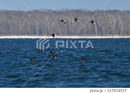 北海道野付湾を飛ぶコクガンの群れ 127019537