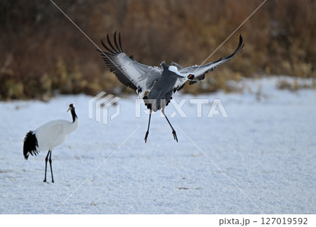 北海道鶴居村で給餌場に飛来するマナヅル 127019592