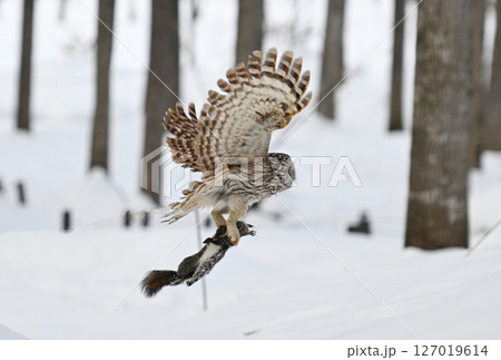北海道の公園でエゾリスを掴んで飛び立つエゾフクロウ 127019614