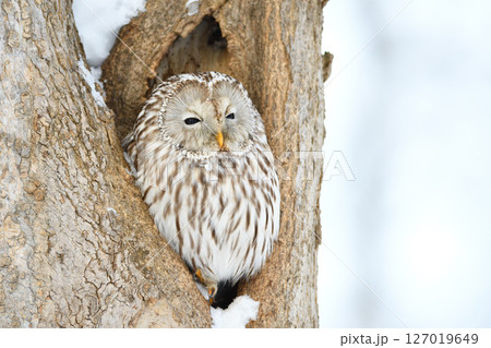 北海道の日中の公園で巣穴の出入り口に止まるエゾフクロウ 北海道の日中の公園で巣穴の出入り口に止まるエゾフクロウ 127019649