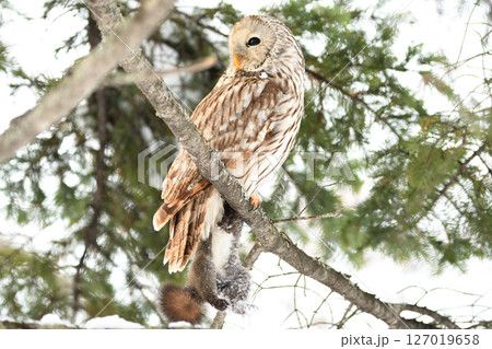 北海道の日中の公園でエゾリスを掴んで枝にとまるエゾフクロウ 127019658