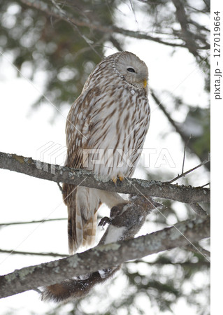 北海道の日中の公園でエゾリスを掴んで枝にとまるエゾフクロウ 127019664