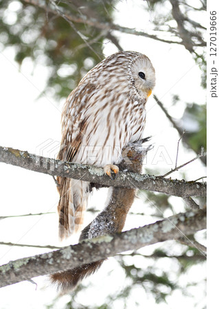 北海道の日中の公園でエゾリスを掴んで枝にとまるエゾフクロウ 127019666