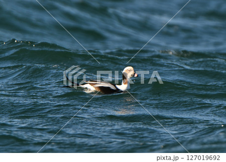 北海道野付湾に浮かぶオスのコオリガモ 北海道野付湾に浮かぶオスのコオリガモ 127019692