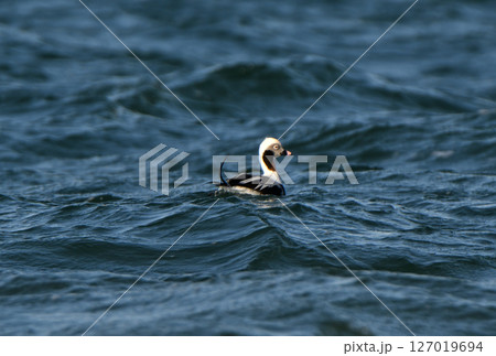 北海道野付湾に浮かぶオスのコオリガモ 北海道野付湾に浮かぶオスのコオリガモ 127019694