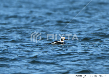 北海道野付湾に浮かぶオスのコオリガモ 北海道野付湾に浮かぶオスのコオリガモ 127019696