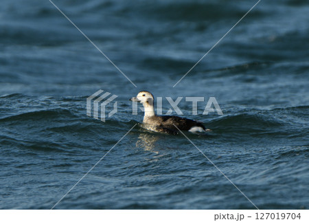 北海道野付湾に浮かぶ雌のコオリガモ 北海道野付湾に浮かぶ雌のコオリガモ 127019704