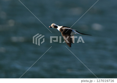 北海道野付湾を飛ぶオスのコオリガモ 北海道野付湾を飛ぶオスのコオリガモ 127019716