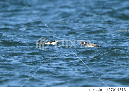 北海道野付湾で海藻を食べるコクガンの群れ 127019718
