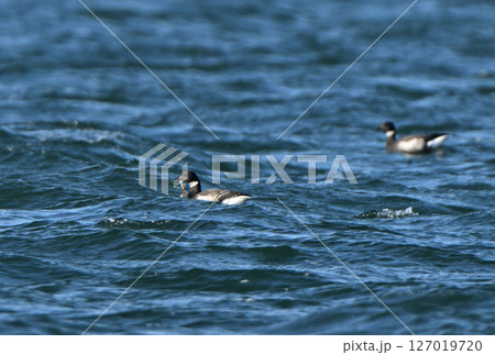北海道野付湾で海藻を食べるコクガンの群れ 北海道野付湾で海藻を食べるコクガンの群れ 127019720