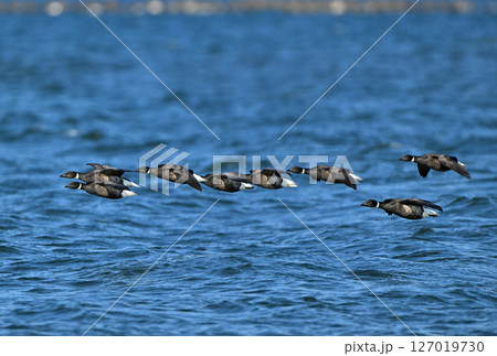 北海道野付湾を飛ぶコクガンの群れ 北海道野付湾を飛ぶコクガンの群れ 127019730