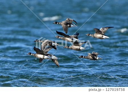 北海道野付湾を飛ぶコクガンの群れ 北海道野付湾を飛ぶコクガンの群れ 127019738