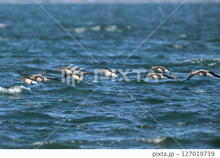 北海道野付湾を飛ぶコクガンの群れ 北海道野付湾を飛ぶコクガンの群れ 127019739