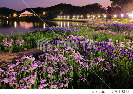【愛媛県】南楽園花菖蒲まつりのライトアップ（西菖蒲園） 127019818