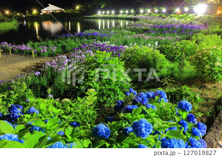 【愛媛県】南楽園花菖蒲まつりのライトアップ(西菖蒲園) 【愛媛県】南楽園花菖蒲まつりのライトアップ(西菖蒲園) 127019827