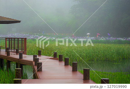 　雨の日の花菖蒲園　 127019990