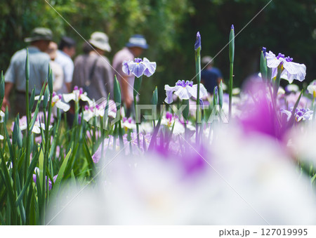 雨の日の花菖蒲園 雨の日の花菖蒲園 127019995