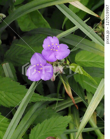 二輪のムラサキツユクサの花のクローズアップ（日陰の紫露草の花とつぼみ） 127019997