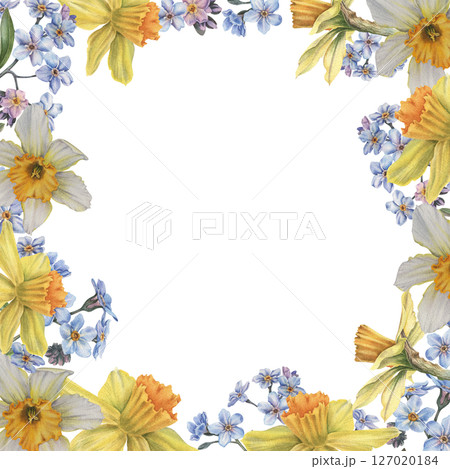 Spring daffodils, forget-me-nots, buds and leaves. Floral square frame with place for text. Hand drawn watercolor illustration of narcissus flowers on isolated background. Use for cards, branding 127020184