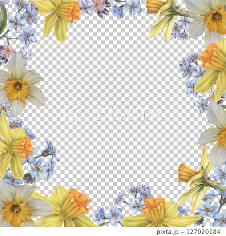 Spring daffodils, forget-me-nots, buds and leaves. Floral square frame with place for text. Hand drawn watercolor illustration of narcissus flowers on isolated background. Use for cards, branding 127020184