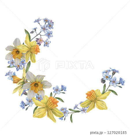 Spring daffodils, forget-me-nots, buds and leaves. Hand drawn watercolor illustration of narcissus flowers on isolated background. Botanical semicircular wreath for cards, branding, flower shop. 127020185
