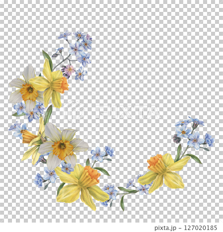 Spring daffodils, forget-me-nots, buds and leaves. Hand drawn watercolor illustration of narcissus flowers on isolated background. Botanical semicircular wreath for cards, branding, flower shop. 127020185