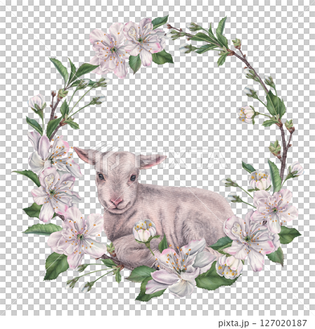 Circle wreath with cherry blossom, leaves, flower buds and twigs, with a lamb in the center. Hand drawn watercolor illustration of round frame on isolated background. Floral template for Easter decor 127020187