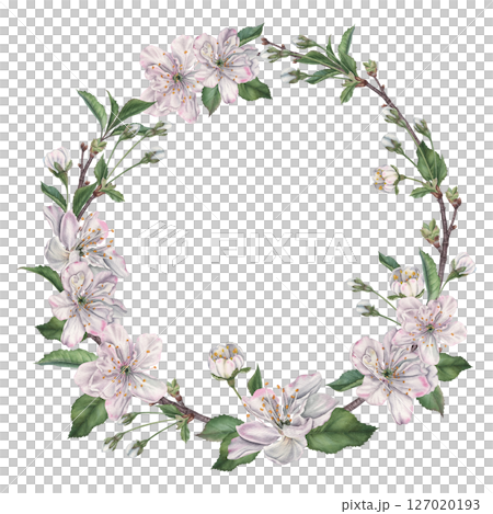 Round wreath created from delicate cherry blossoms, buds, leaves and twigs. Hand drawn watercolor illustration of snow-white petals on isolated background. Floral layout for tableware, wedding design Round wreath created from delicate cherry blossoms, buds, leaves and twigs. Hand drawn watercolor illustration of snow-white petals on isolated background. Floral layout for tableware, wedding design 127020193