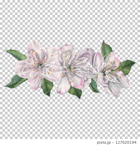 White cherry flowers with green leaves. Hand drawn watercolor illustration of the blooming flower on an isolated background. Botanical drawing for tableware, product packaging, cosmetics or cards 127020194