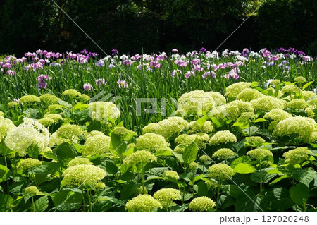 紫陽花と花しょうぶが咲き誇る染谷花しょうぶ園の風景 127020248