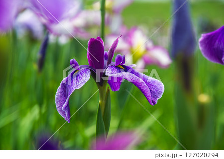 花菖蒲 花菖蒲 127020294