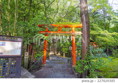 京都嵯峨野　野宮神社境内　白福稲荷大明神　鳥居 127020385
