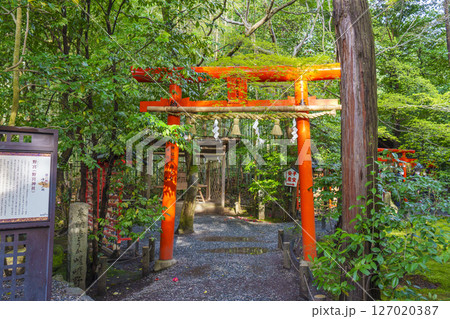 京都嵯峨野 野宮神社境内 白福稲荷大明神 鳥居 京都嵯峨野 野宮神社境内 白福稲荷大明神 鳥居 127020387