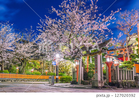 京都 祇園白川 辰巳大明神 満開の夜桜 京都 祇園白川 辰巳大明神 満開の夜桜 127020392