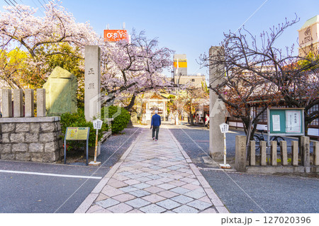 桜が満開の季節の桜宮神社(櫻宮) --大阪府大阪市都島区中野町-- 桜が満開の季節の桜宮神社(櫻宮) --大阪府大阪市都島区中野町-- 127020396