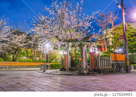 京都 祇園白川 辰巳大明神 満開の夜桜 京都 祇園白川 辰巳大明神 満開の夜桜 127020405