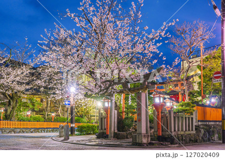 京都 祇園白川 辰巳大明神 満開の夜桜 京都 祇園白川 辰巳大明神 満開の夜桜 127020409