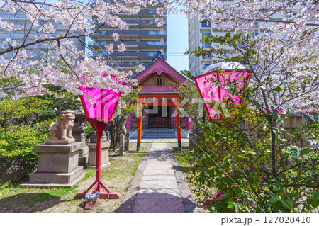 土佐稲荷神社 石宮神社 満開の桜(大阪市西区) 土佐稲荷神社 石宮神社 満開の桜(大阪市西区) 127020410