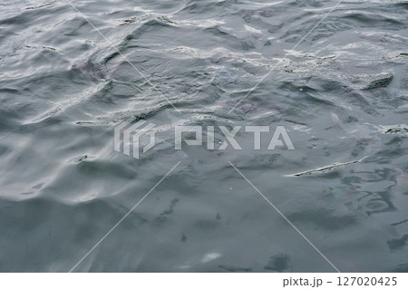 鯛の浦遊覧船　集まってきた大きな魚たち（千葉県鴨川市） 127020425