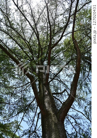 ヒマラヤスギ（マツ科）常緑針葉樹 127020431